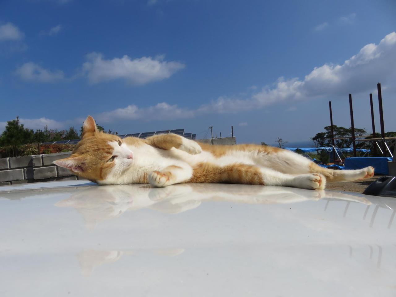 Vila Okinawa Freedom Nakijin Exteriér fotografie