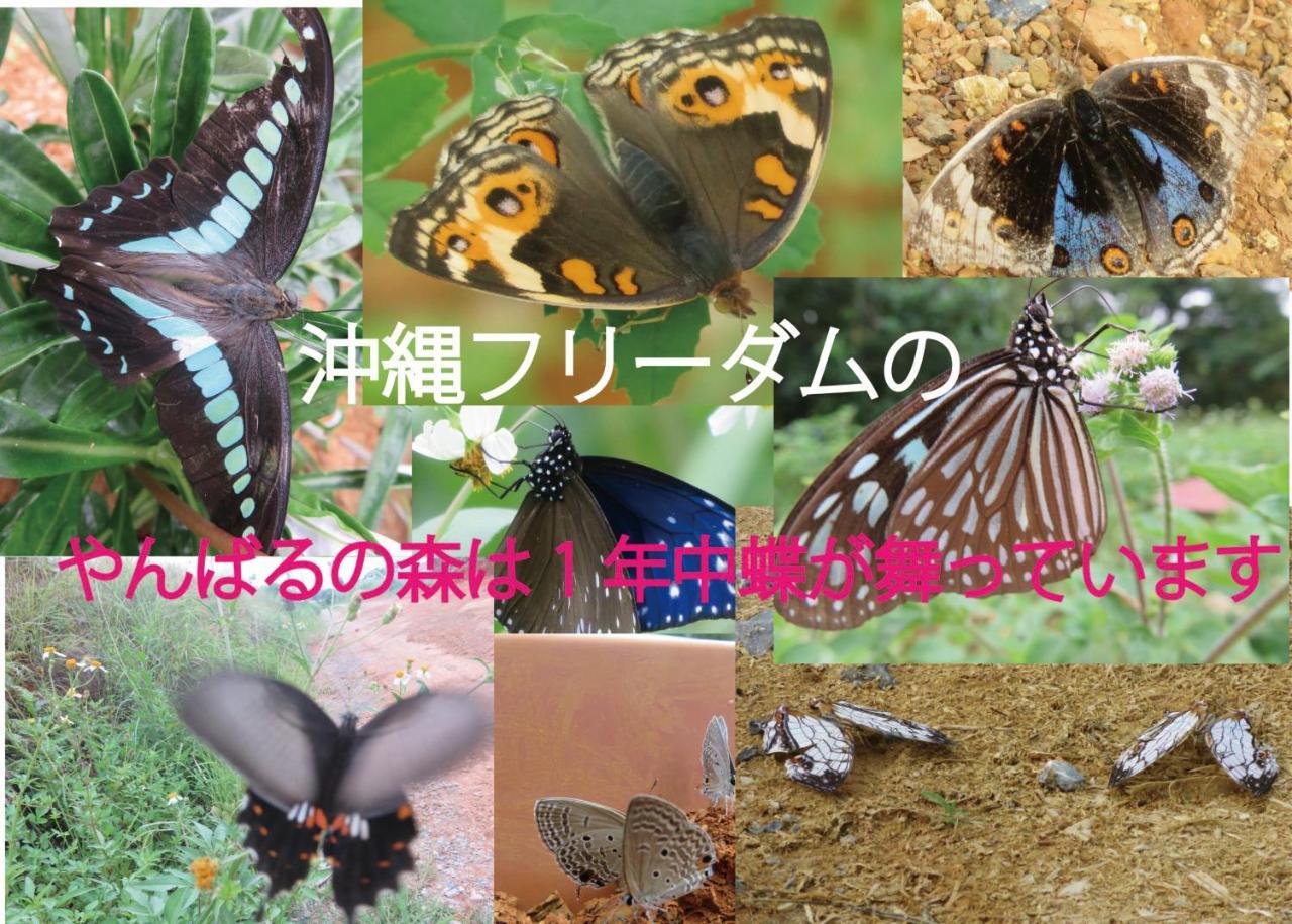 Vila Okinawa Freedom Nakijin Exteriér fotografie
